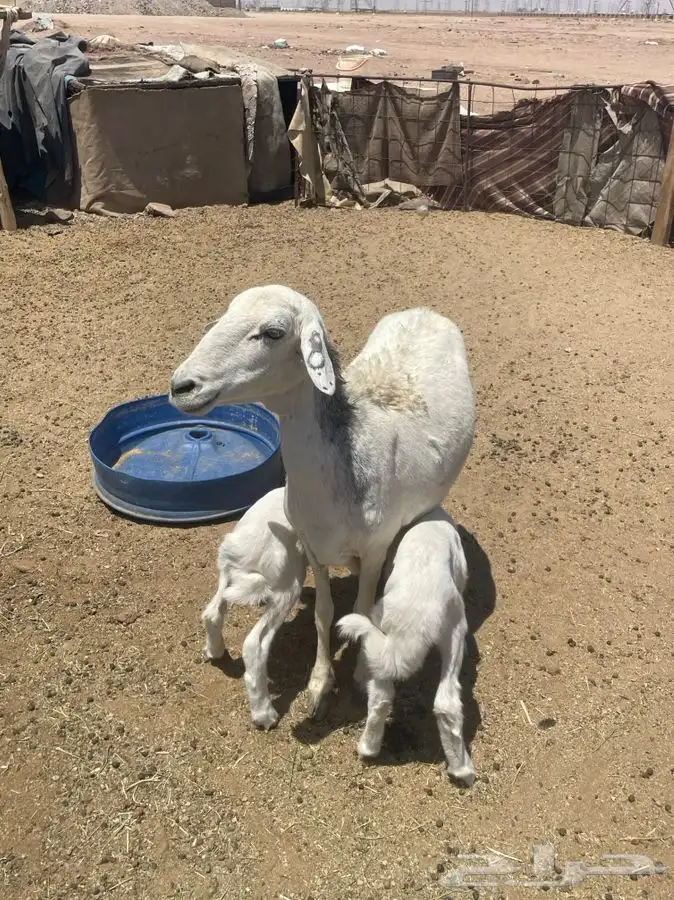 حرية متوم 4