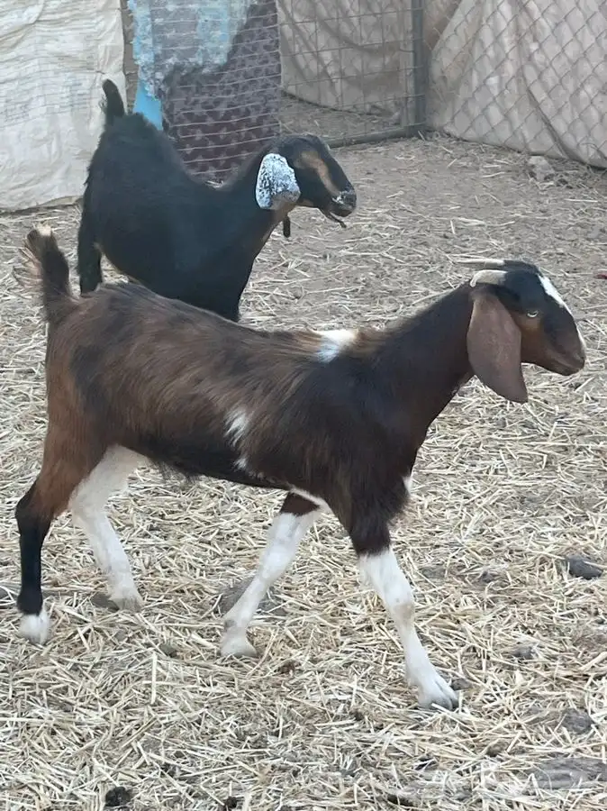 ذبايح للبيع 30