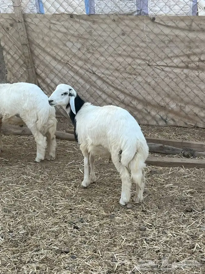 ذبايح للبيع 23