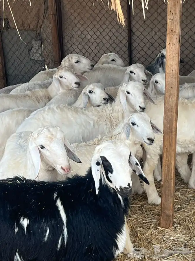 ذبايح للبيع 11