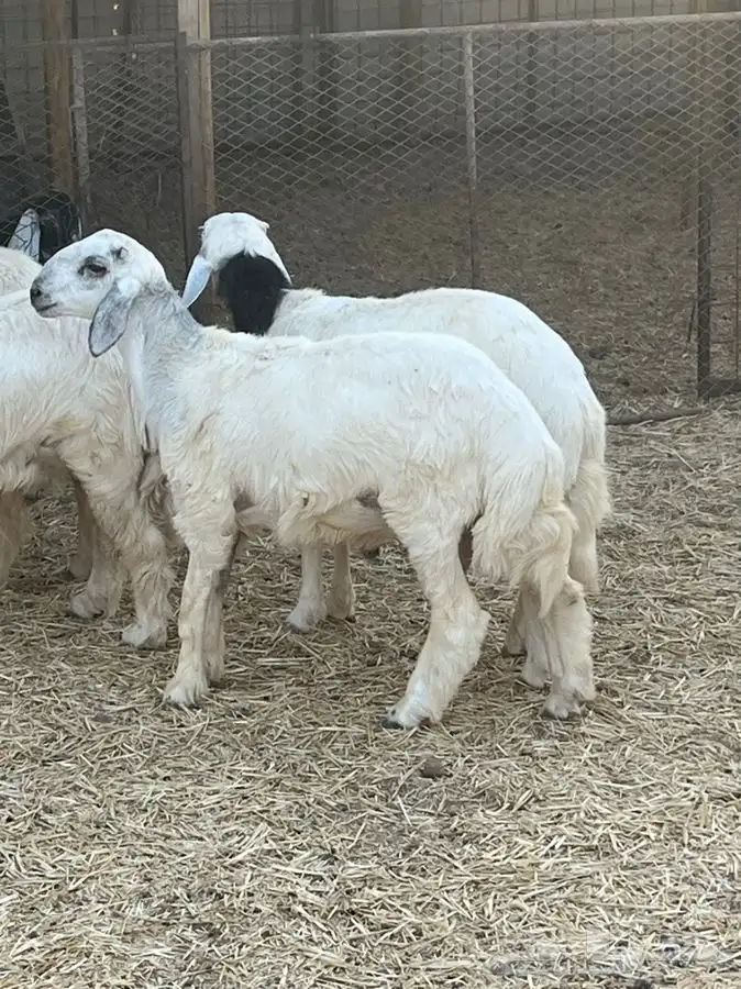 ذبايح للبيع 26