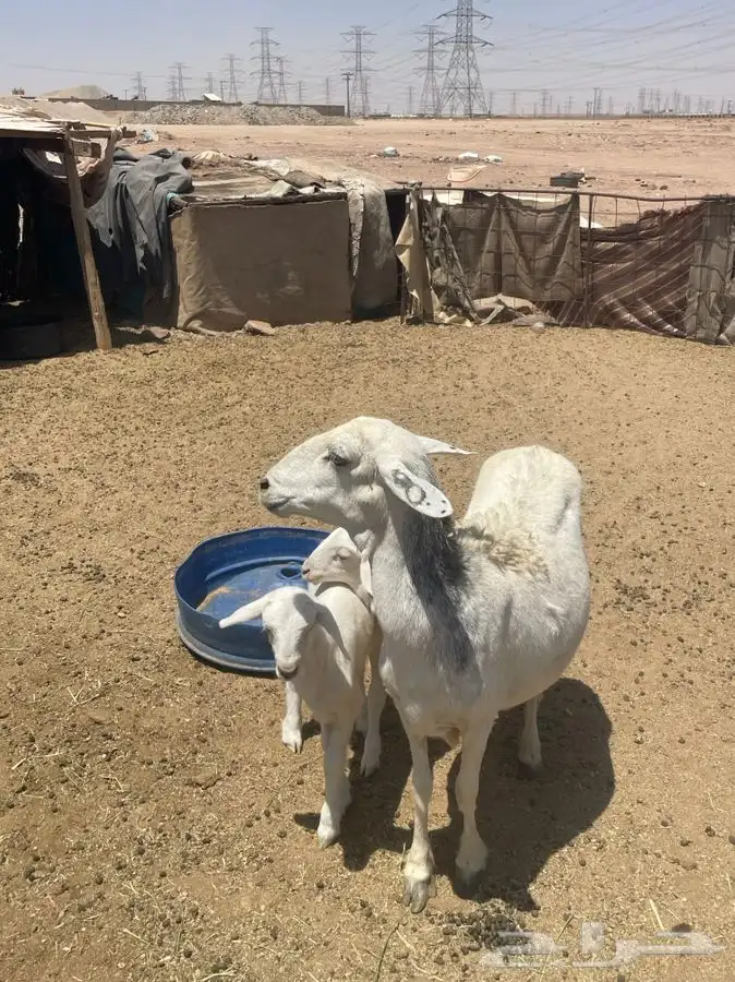 حرية متوم 1