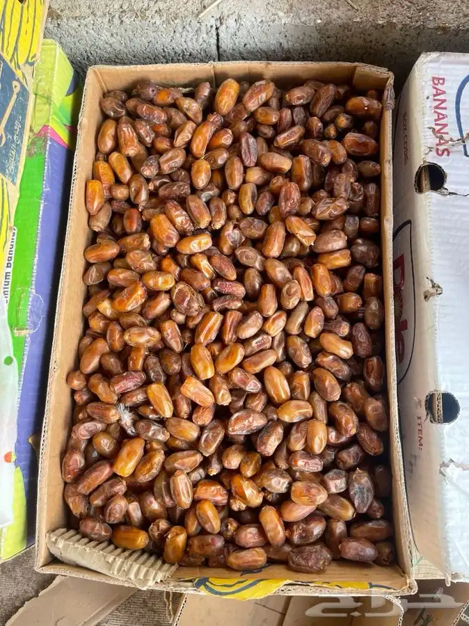 تمر للبيع مزرعه وحده 0