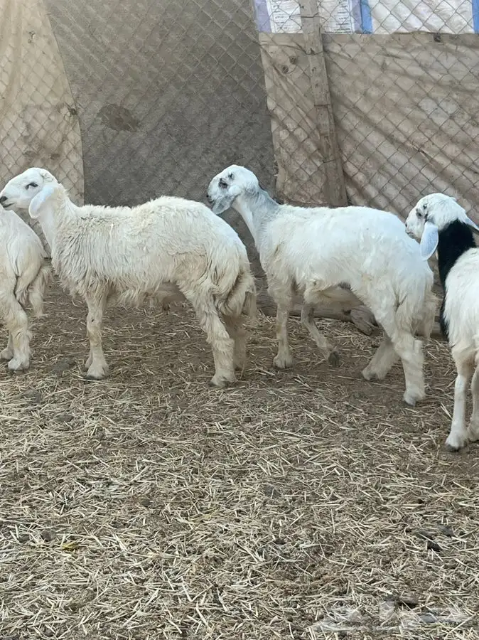 ذبايح للبيع 24