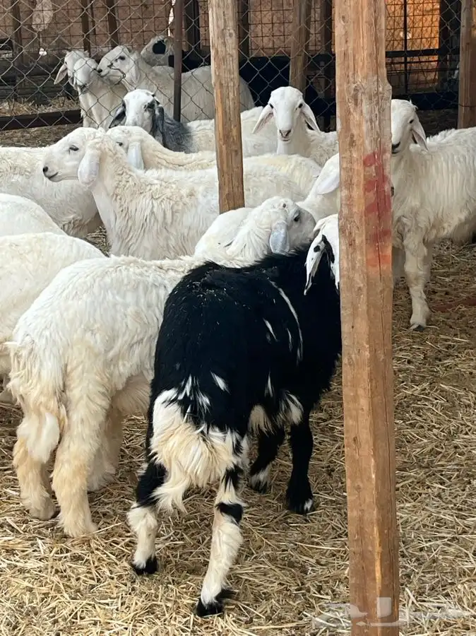 ذبايح للبيع 13