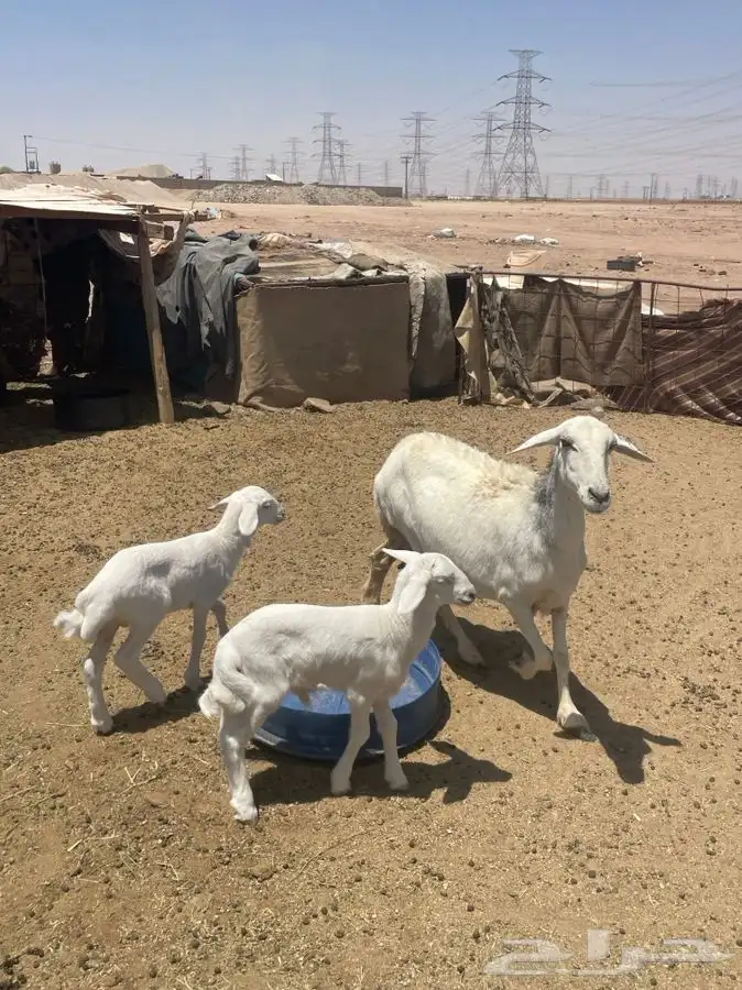 حرية متوم 3