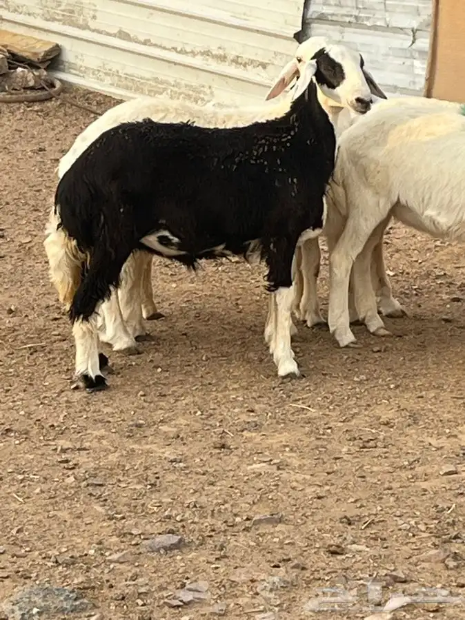 ذبايح للبيع 17