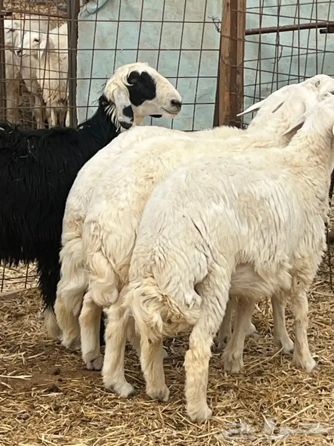 ذبايح للبيع 16