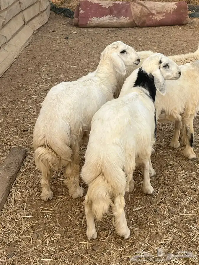 ذبايح للبيع 28