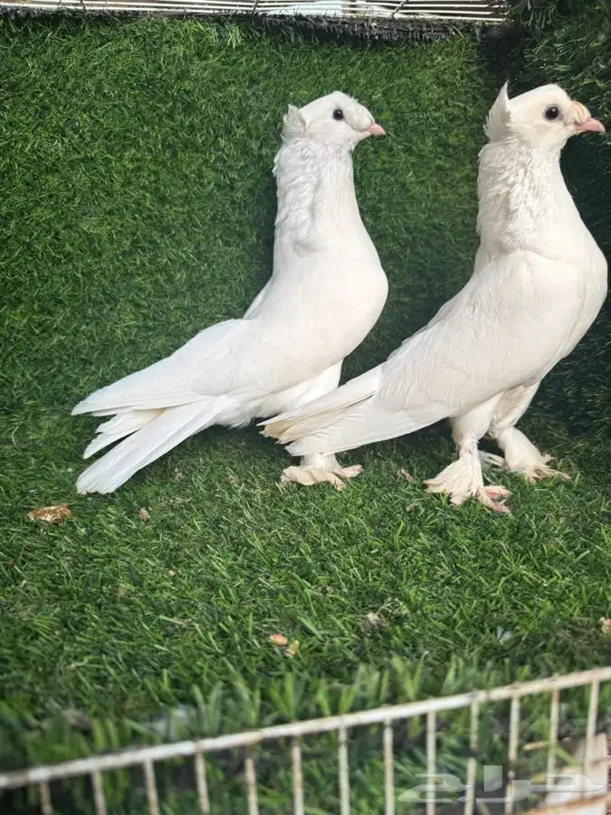 زوج تركي ابيض 5