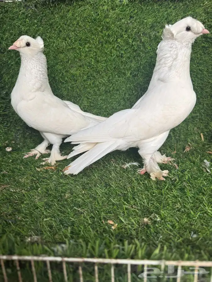 زوج تركي ابيض 3