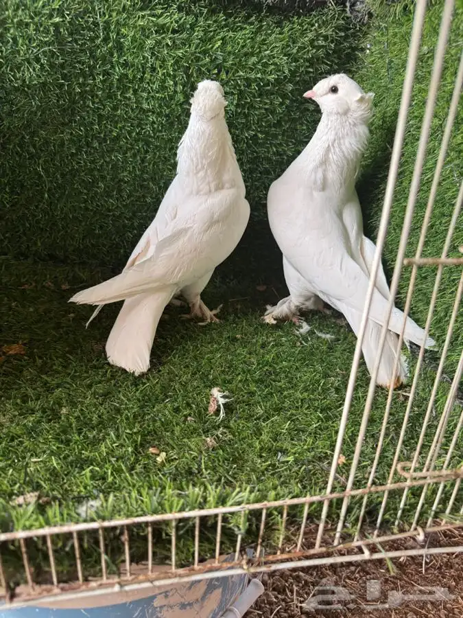 زوج تركي ابيض 1