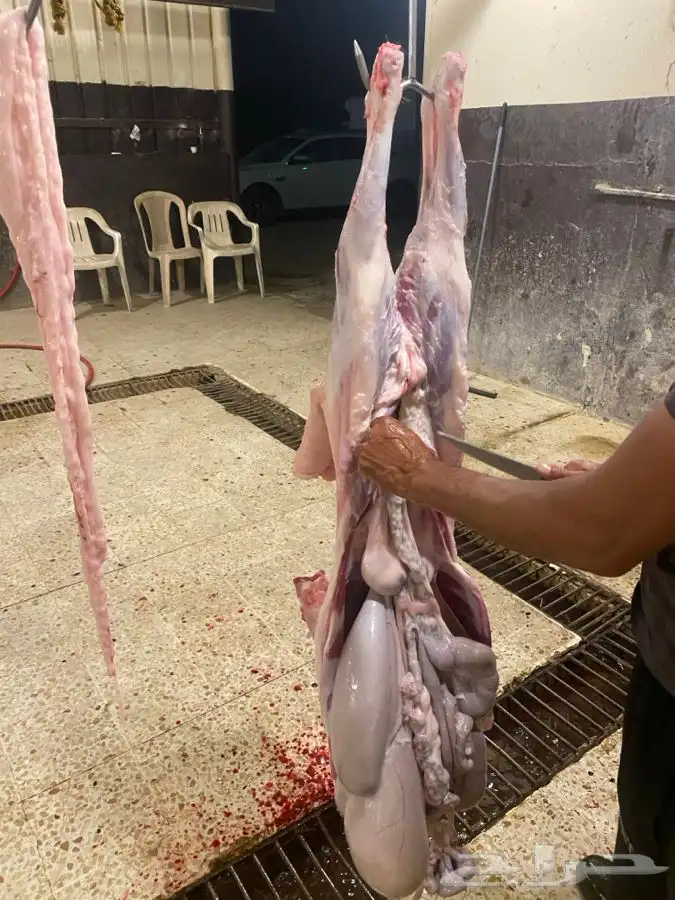 يتوفر ذبايح نعيم 0
