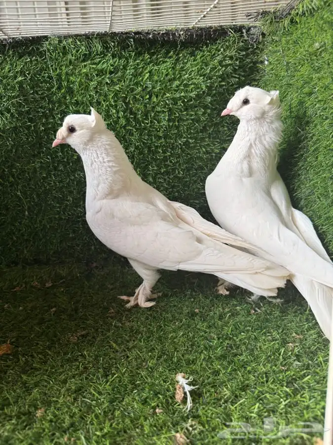 زوج تركي ابيض 0