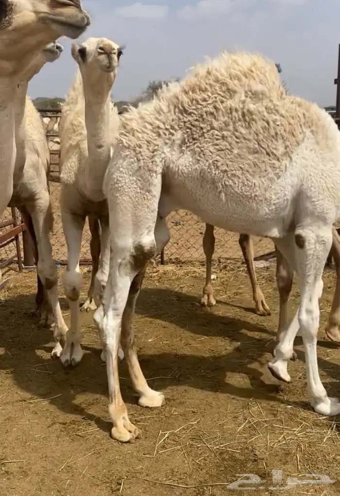 مفاريد كفو على حليب امتها للبيع 2