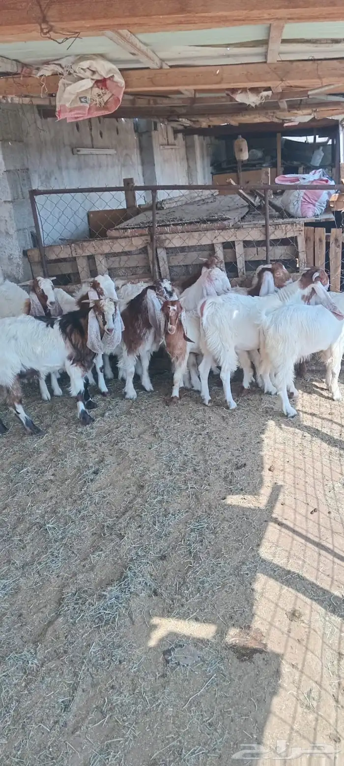 المدينه ابيار الماشي 1