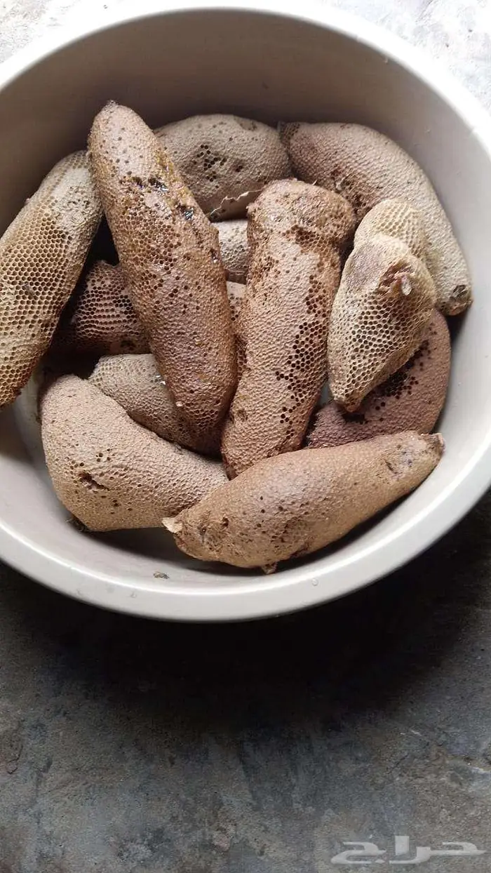 عسل بري حر لايتدخل جديد اليوم العدد 22 5