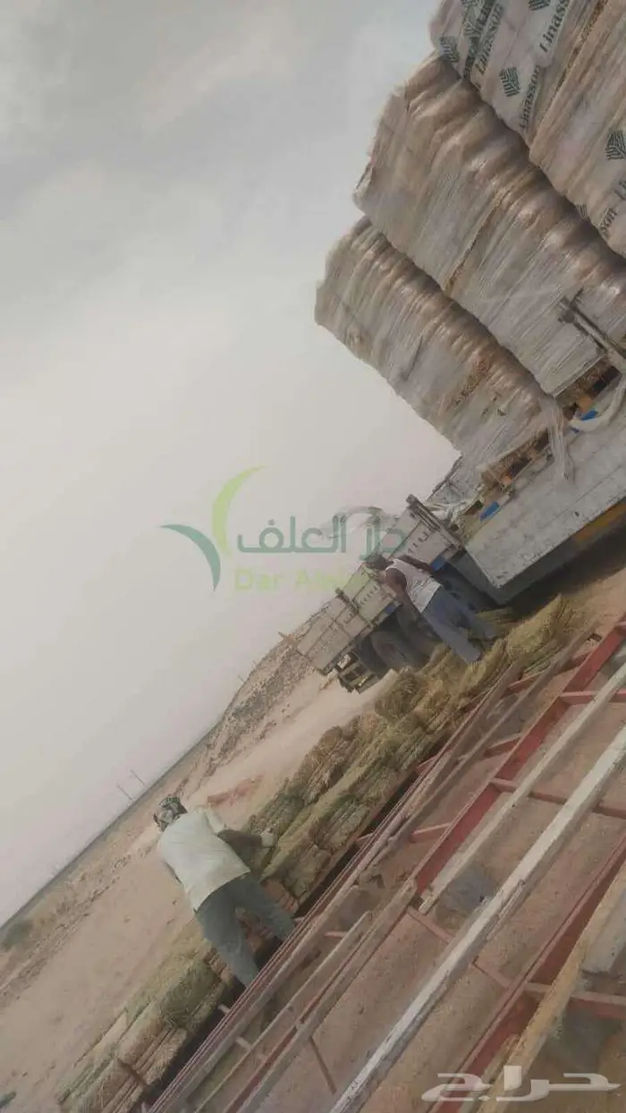 دار العلف الراعي اسباني مستورد 2