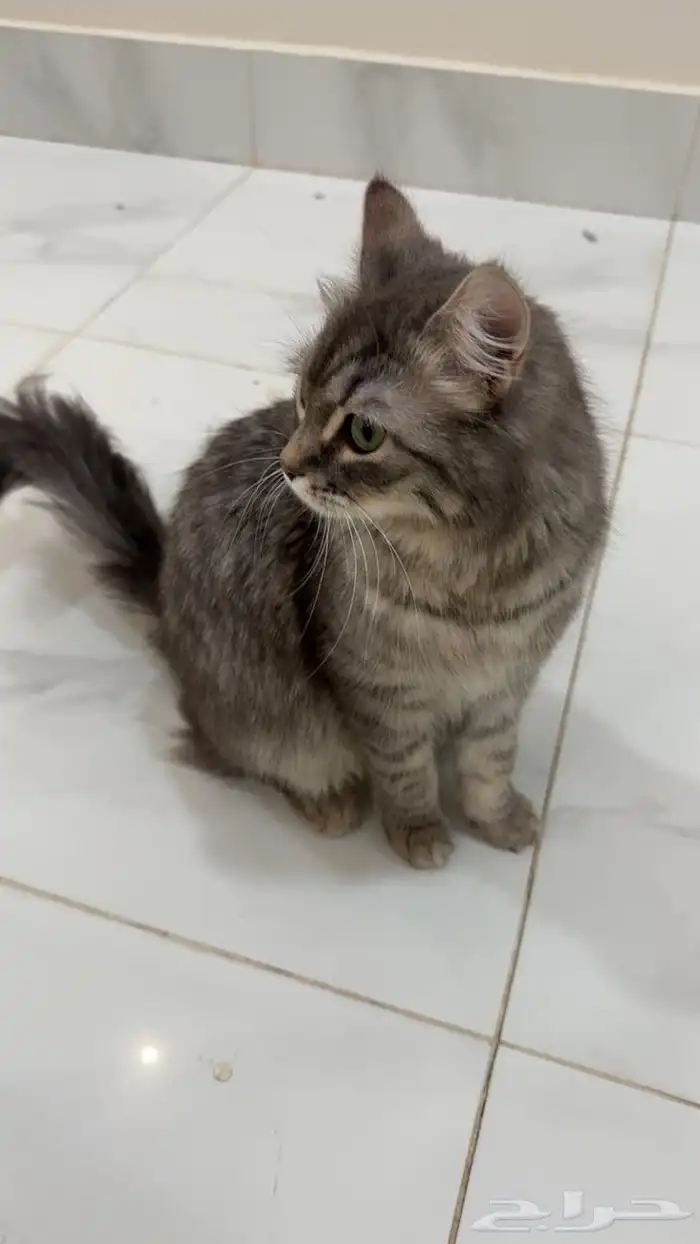 قطه لتبني معها كامل اغراضها 2