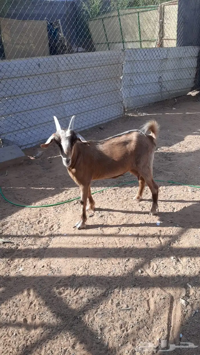 عنز مشروكه 0