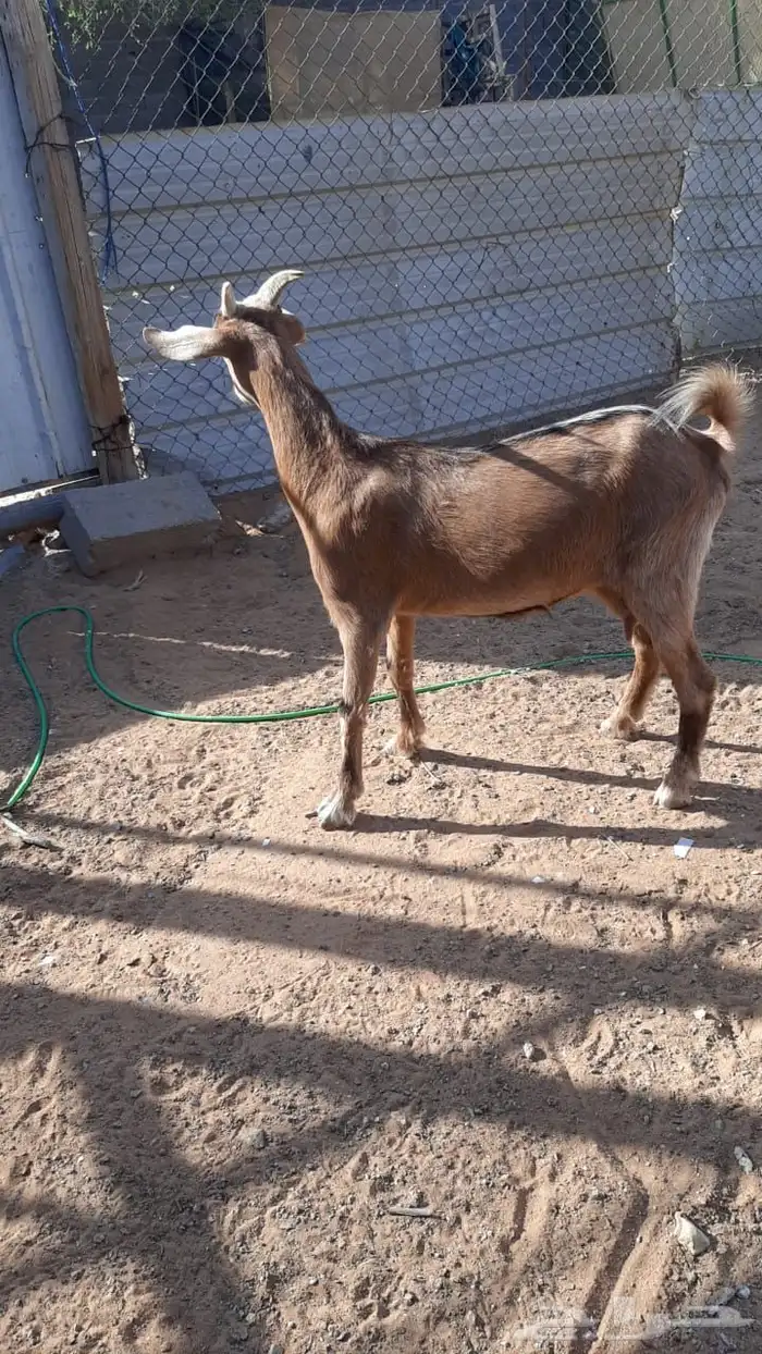 عنز مشروكه 1