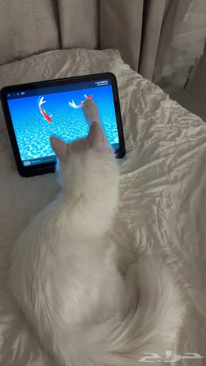 بسه نظيفه للبيع 1