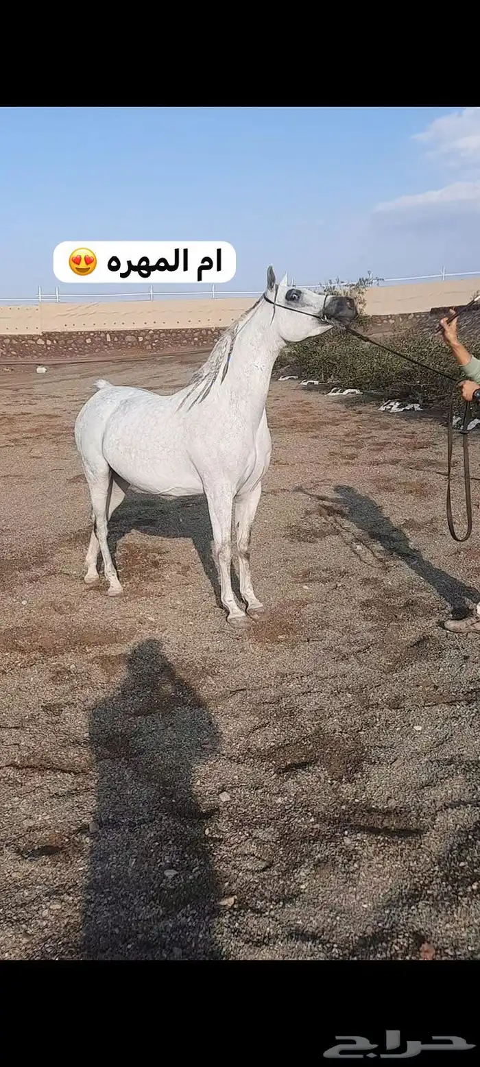 مهره واهو فاخره بنت بطل 2