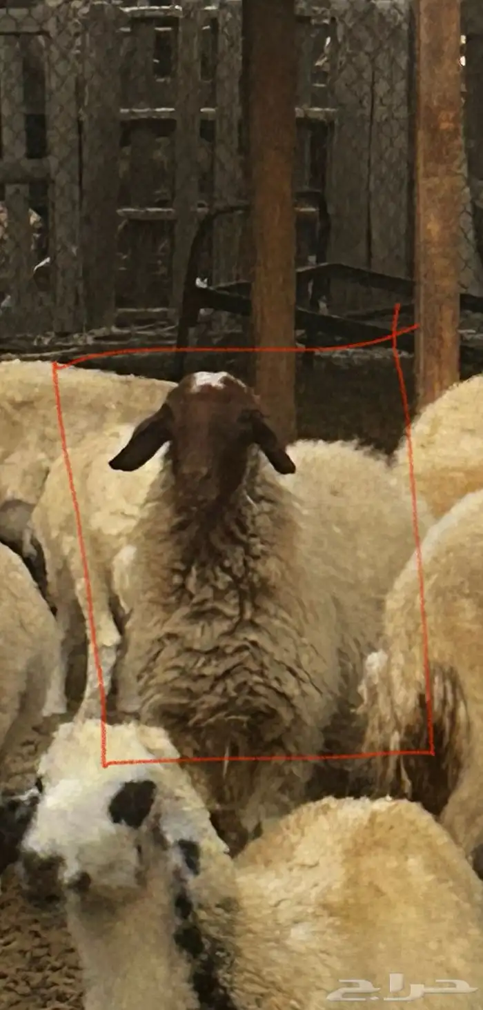 4 رخال نعيميات حيل 1