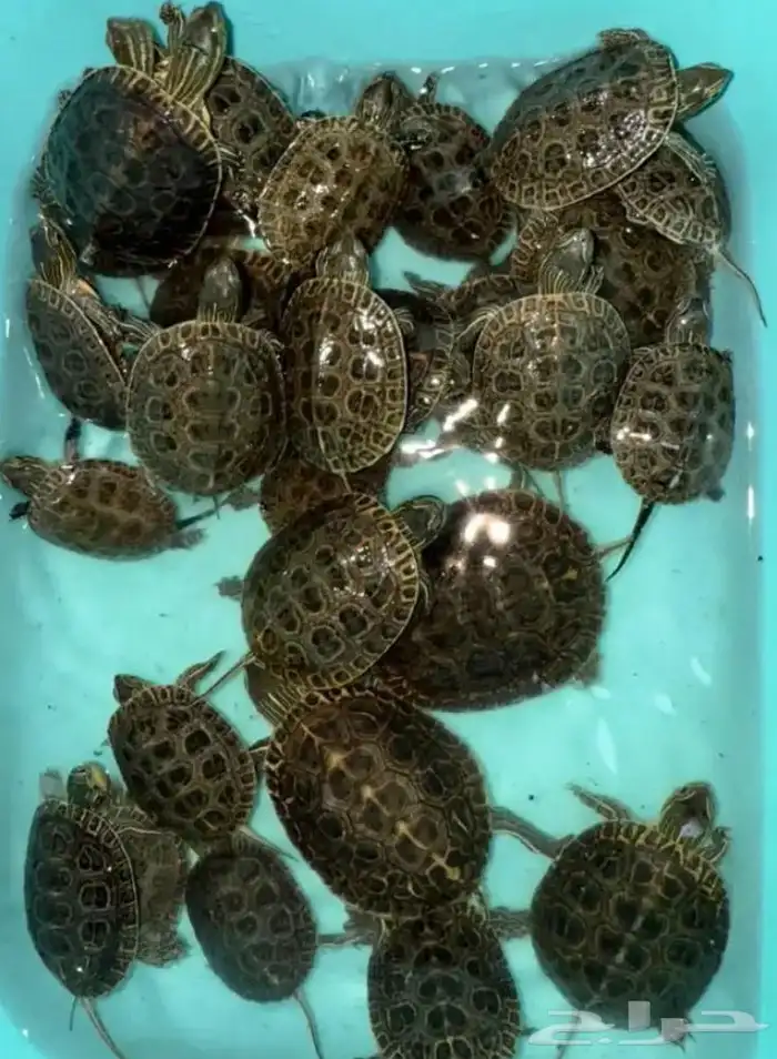 سلاحف احجام صغيره 0