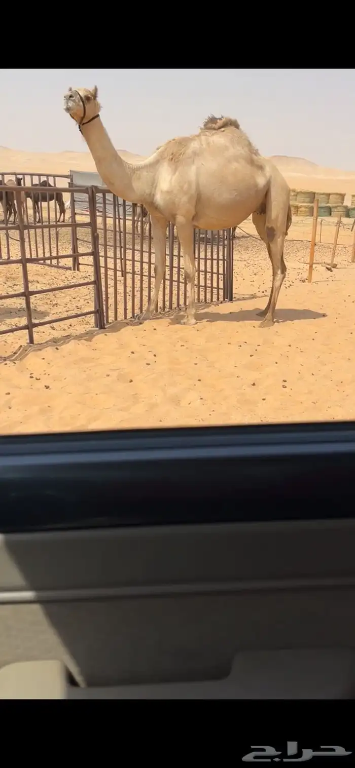 ناقه مهجنه لقحه على النادر ابن فراج شهر 1 1