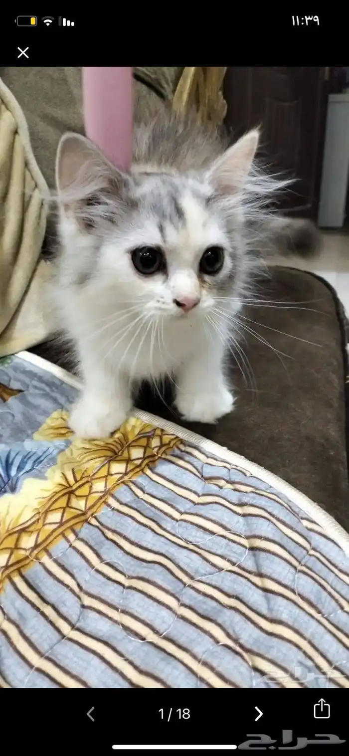 قطه للتبني 0