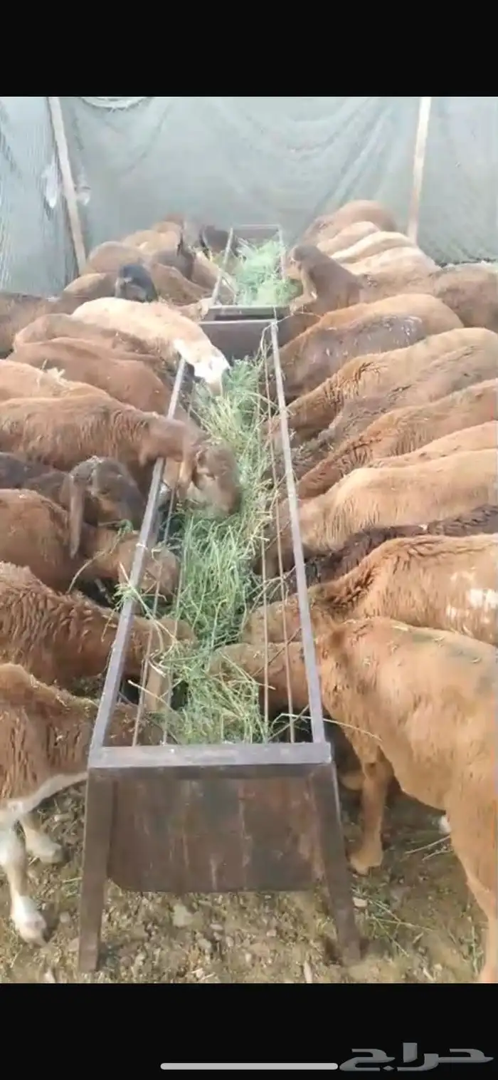 سواكن مرابي 2