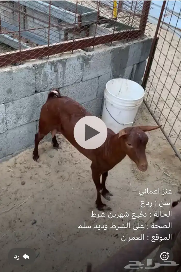 عنز عمانيه 0