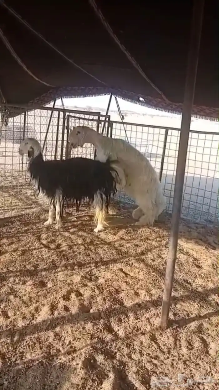 فحل عيسي فاخر جدا 7