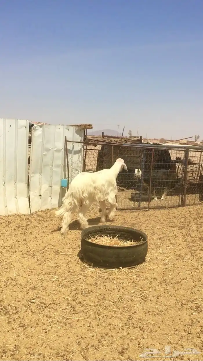 فحل عيسي فاخر جدا 4