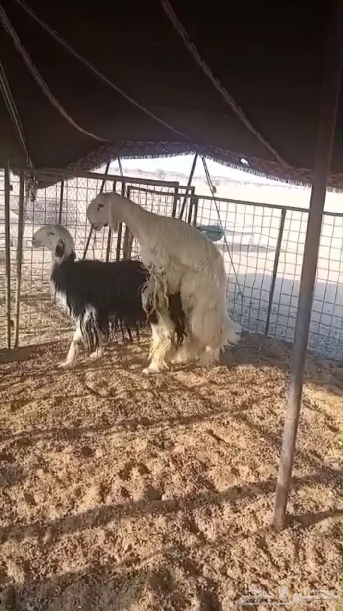 فحل عيسي فاخر جدا 10