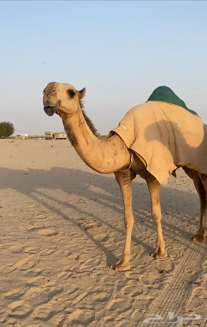 ابكار حمر وشقح كككفو وطيبه للبيع 6