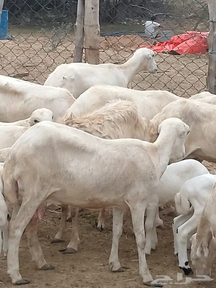 ضان مناتيج جدعات وثنيات 8