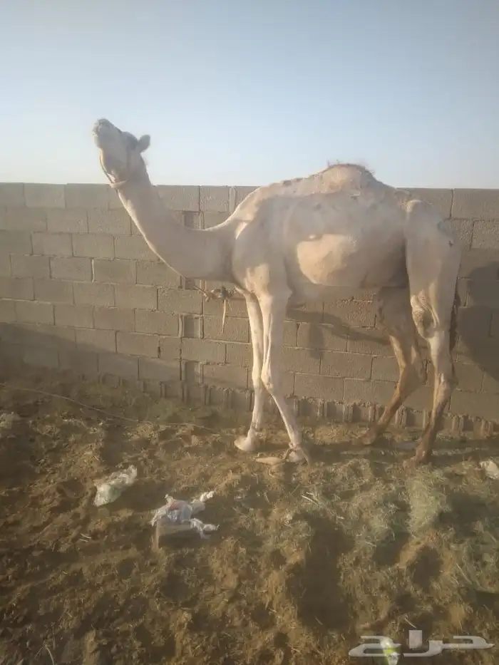 قليصه السن ثني السوم 7000 0
