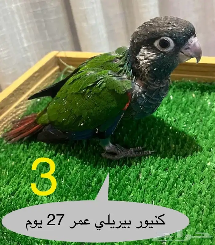 فروخ كنيور 2