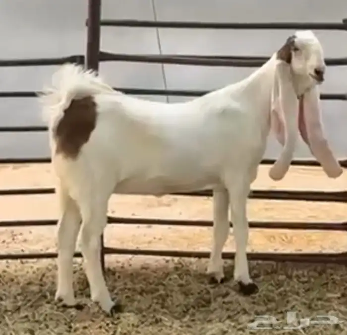 جفرتين خصم الخصم للقنايه واهل الزين 3