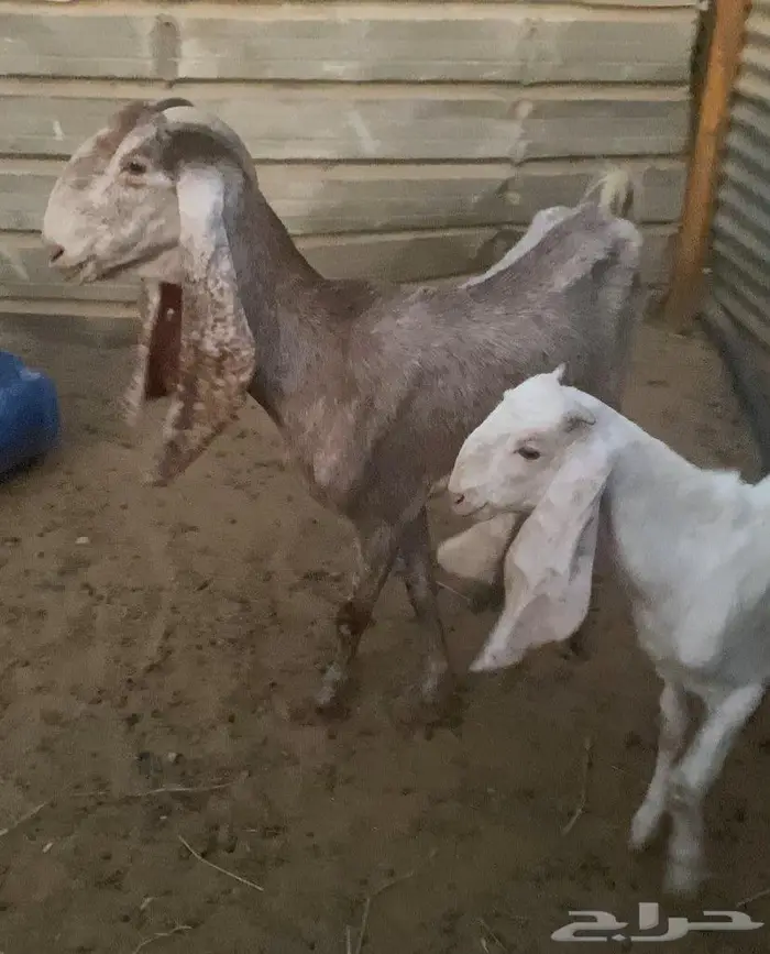 عنز للبيع 1