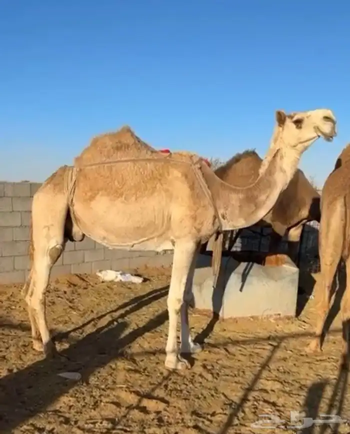 ناقة ضريبة 0