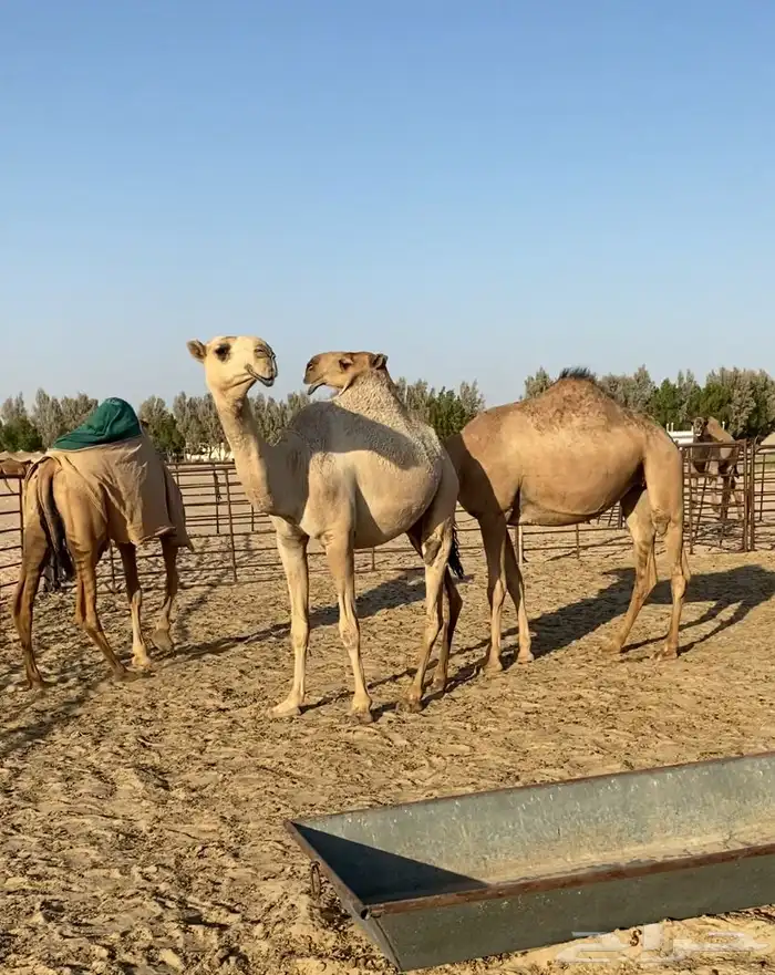 ابكار حمر وشقح كككفو وطيبه للبيع 11