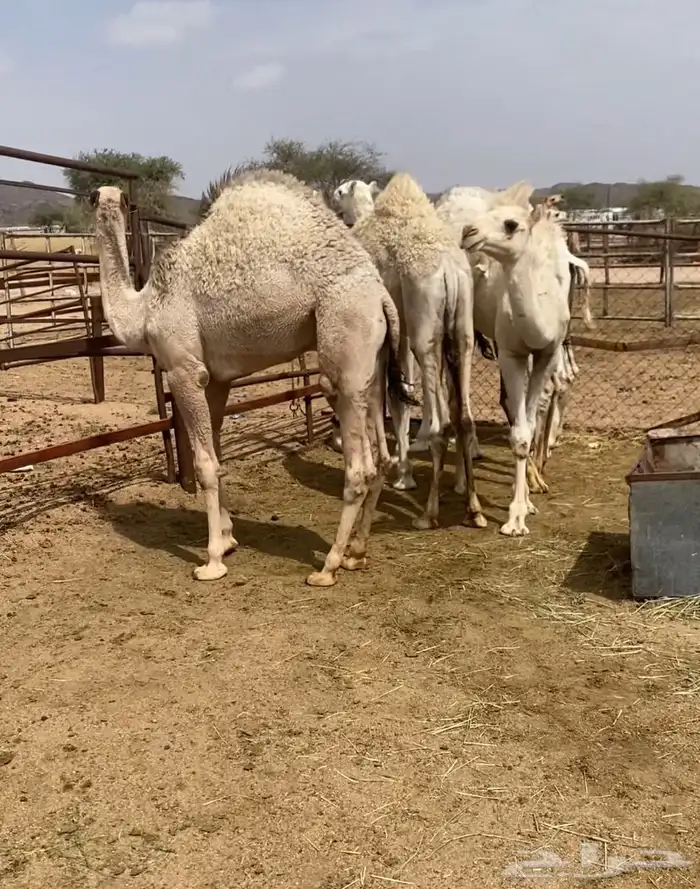 مفاريد كفو على حليب امتها للبيع 3