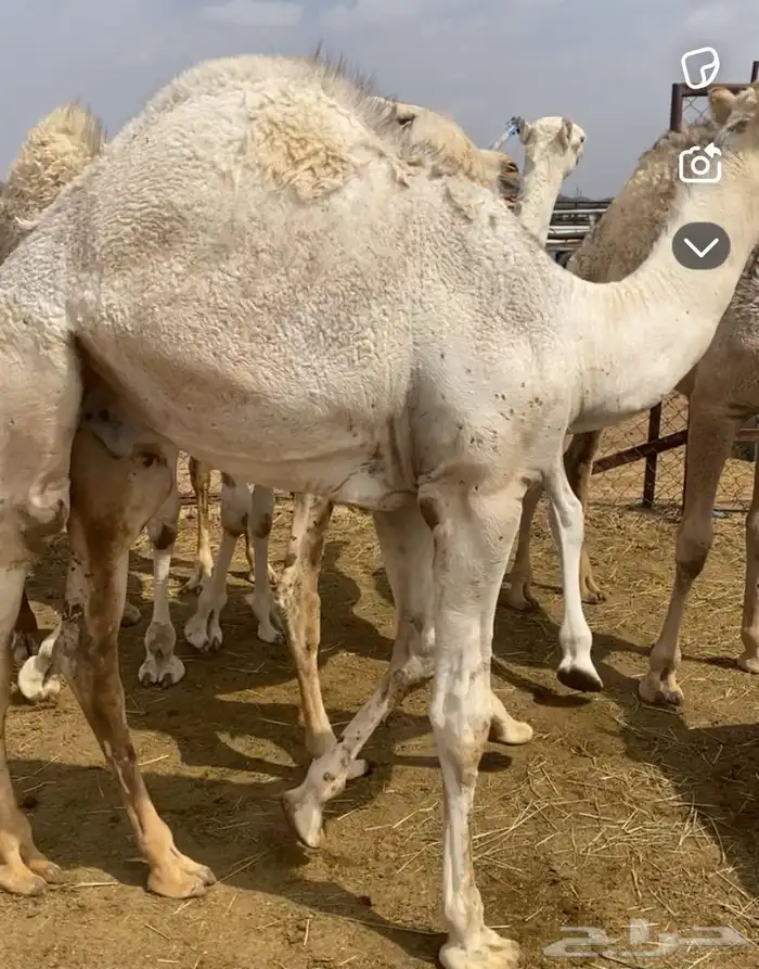 مفاريد كفو على حليب امتها للبيع 1