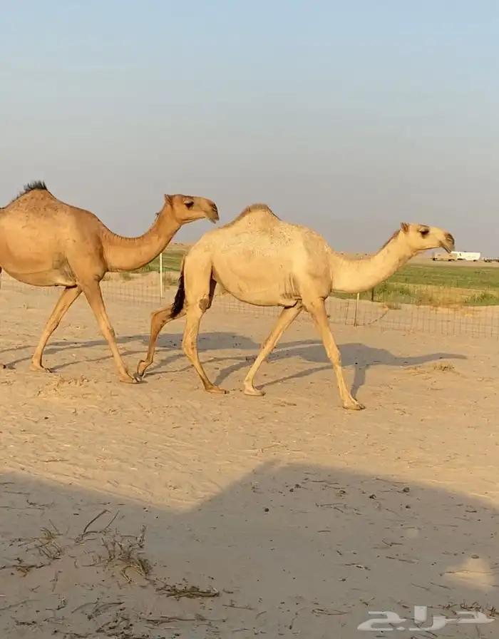 ابكار حمر وشقح كككفو وطيبه للبيع 4
