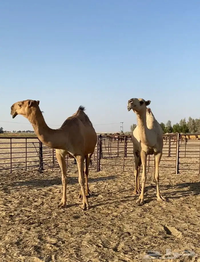 ابكار حمر وشقح كككفو وطيبه للبيع 7