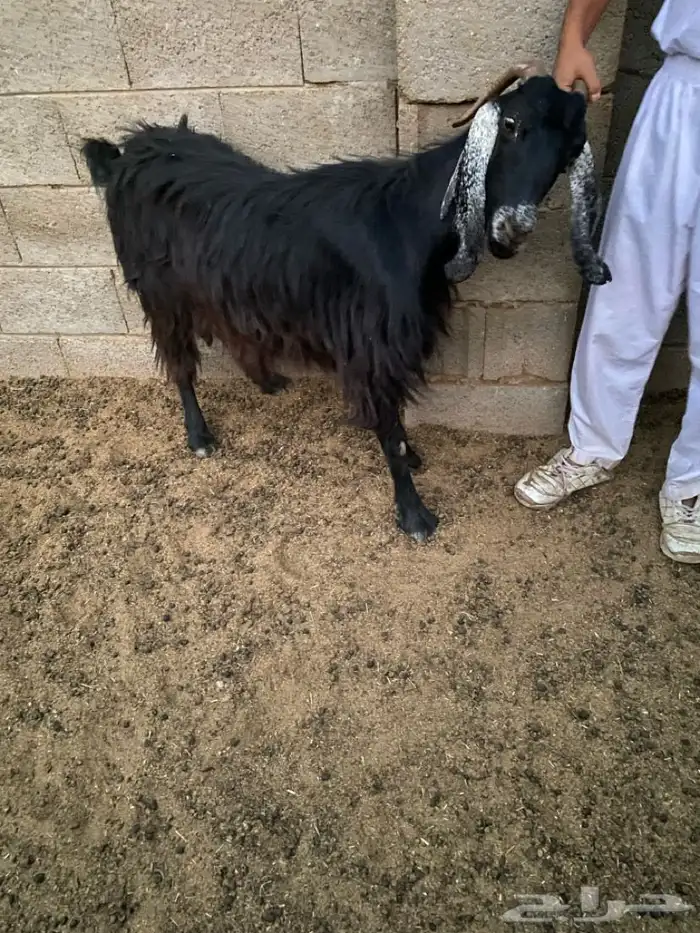 عنز تامه شبب مضرع شهرين على السونار شرط 0