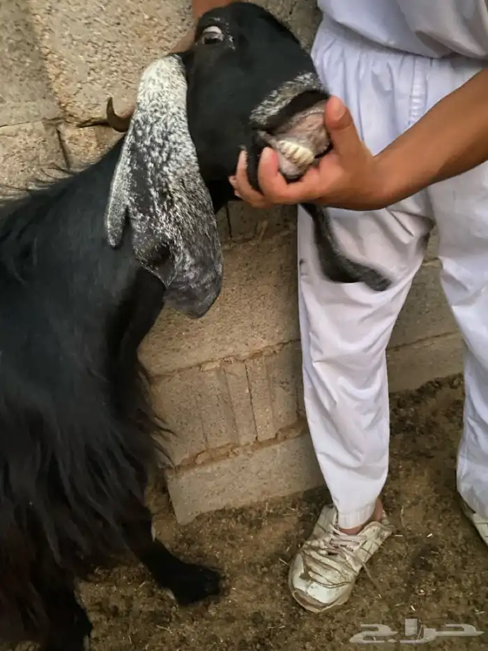 عنز تامه شبب مضرع شهرين على السونار شرط 2